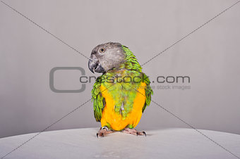 Parrot on a table