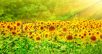 Beautiful sunflowers field