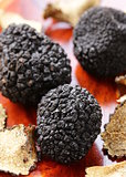 expensive rare black truffle mushroom - gourmet vegetable