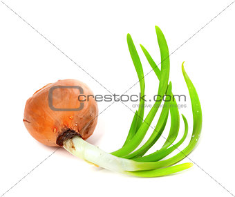 Sprouting onion on white background