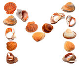 Letter M composed of seashells