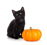 Cute black kitten next to a mini pumpkin isolated on white