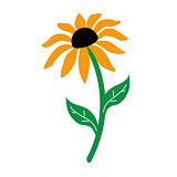 Sunflower isolated