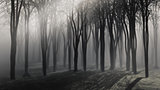 Trees on a foggy night