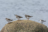 Four Shorebirds on a Rock