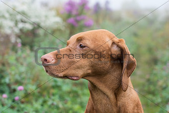 Hungarian Vizsla dog in a field.