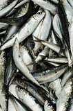 sardines background