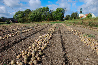 Onions in rows