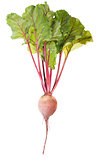 One Beet Root