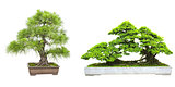 Set of bonsai