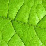 close up of green leaf texture.