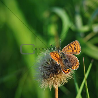 Lycaena tityrus butterfly on green background