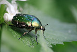 Green Beetle Macro