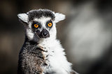 Ring-tailed Lemur of Madagascar