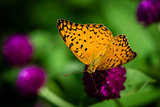 Beautiful orange butterfly in the garden