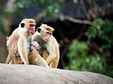 Family of red-faced Macaque monkeys in the forest