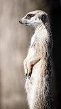 Meerkat guarding the territory
