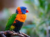 Bright Rainbow Lorikeet parrot