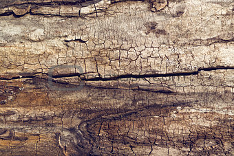 Old walnut tree trunk texture