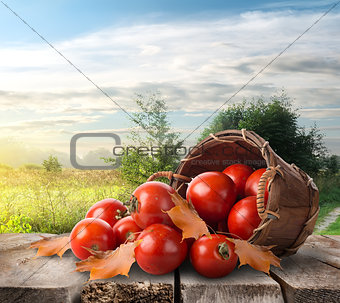 Tomatoes on the table