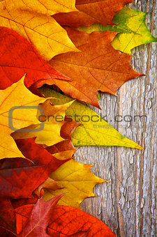Frame of Autumn Leafs