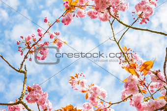 Pink Flower in a branch