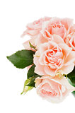 Cream Pink Roses