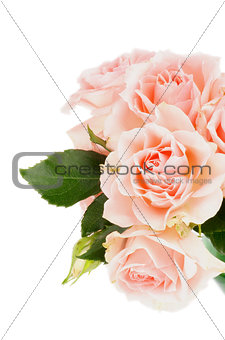 Cream Pink Roses