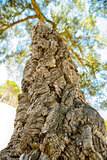cork oak