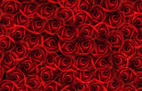 background with many red roses