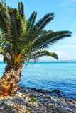 Palm tree on summer beach (Greece)