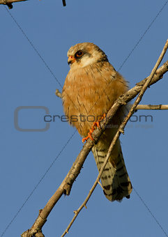 The female Red-footed falcon.
