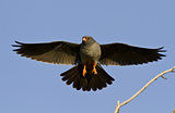 The male Red-footed falcon.