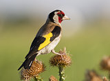 European goldfinch (Carduelis carduelis) sitting on a branch of 