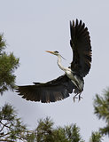 Grey heron comes in to land.
