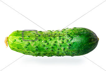 one juicy green cucumber on white background macro