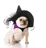 dog dressed like a witch