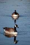 Canada Geese UK