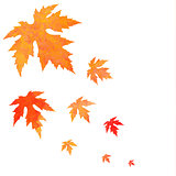 Watercolor painted orange vector leaves fall