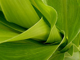 fragment of corn steam with leaves