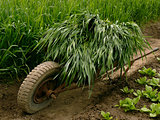 wheelbarrow full of green grass