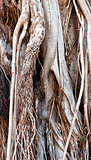 Trunk and roots of old ficus (background)