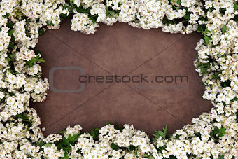 Hawthorn Blossom Flower Frame