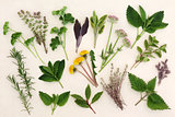 Herbal Nature Study