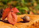 Acorn with red leaf