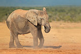 African elephant in dust