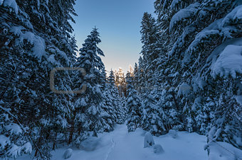 Winter spruce forest with fresh snow