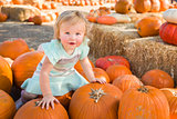 Adorable Baby Girl Holding a Pumpkin at the Pumpkin Patch