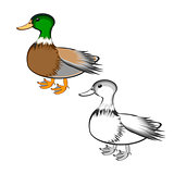 A duck isolated on a white background