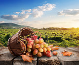 Grapes and vineyard